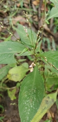 Persicaria posumbu