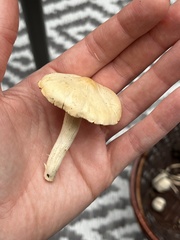 Cuphophyllus pratensis