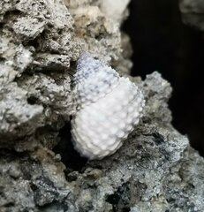 Cenchritis muricatus