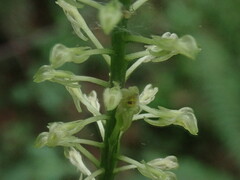 Malaxis maianthemifolia