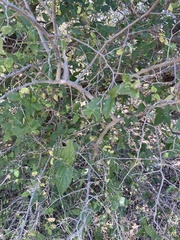 Celtis reticulata
