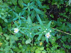 Symphyotrichum lanceolatum