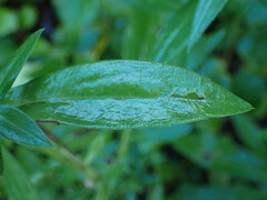 Symphyotrichum lanceolatum