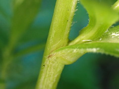 Symphyotrichum lanceolatum
