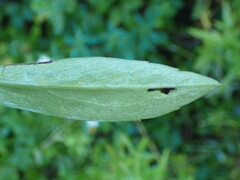 Symphyotrichum lanceolatum