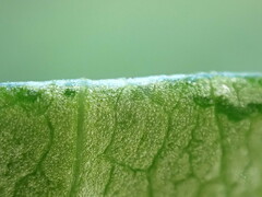 Symphyotrichum lanceolatum