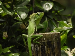 Bronchocela jubata