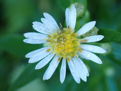 Symphyotrichum lanceolatum