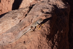 Crotaphytus bicinctores