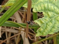 Ropalidia sumatrae