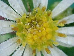 Symphyotrichum lanceolatum
