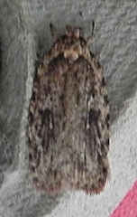Agonopterix pulvipennella