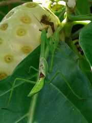 Mantidae