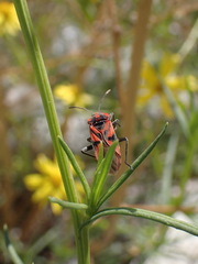 Spilostethus furcula