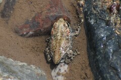 Rhinella limensis