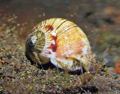 Natica buriasiensis