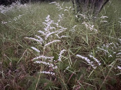 Eupatorium leptophyllum