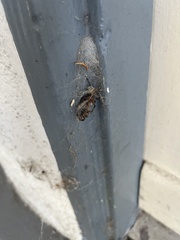 Latrodectus geometricus