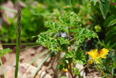 Tarasa antofagastana