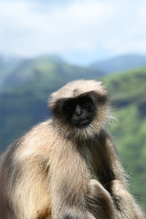 Semnopithecus hypoleucos