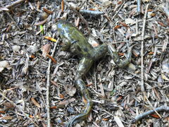Lithobates septentrionalis