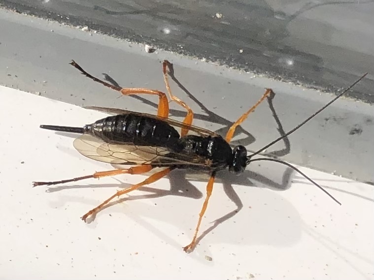 Black Slip Wasp from Toftevænge, Ørsted, Region Midtjylland, DK on