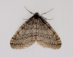 Operophtera bruceata