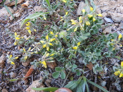 Trigonella spruneriana