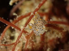 Thecacera pennigera