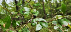 Vaccinium arboreum