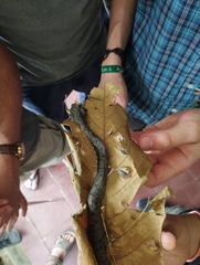 Porthidium lansbergii