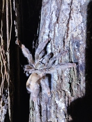 Psalmopoeus pulcher