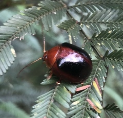 Dicranosterna immaculata