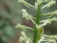 Malaxis maianthemifolia