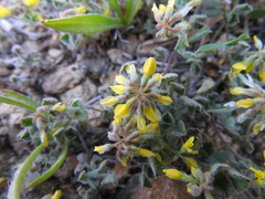 Trigonella spruneriana