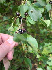 Rhamnus cathartica