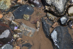 Rhinella limensis