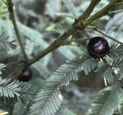 Dicranosterna immaculata