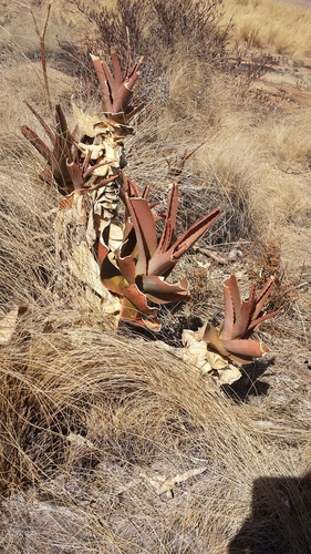 Aloe mandotoensis image