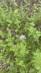 Conoclinium dissectum