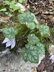 Heuchera