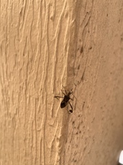 Leptoglossus