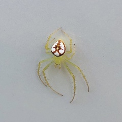 Araneus guttulatus