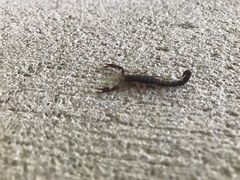 Vaejovis carolinianus