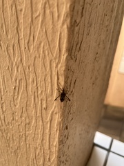 Leptoglossus