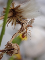 Spilostethus furcula