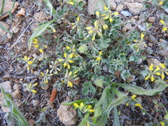 Trigonella spruneriana