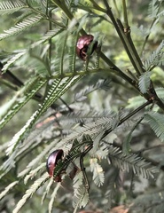 Dicranosterna immaculata