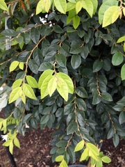 Loropetalum chinense