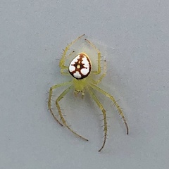 Araneus guttulatus